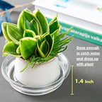 Plant Saucer 20 Pack Plant Trays for Pots 4 Inch Plastic Plant Saucers for Outdoors and Indoors Clear Drip Trays for Potted Plants Flower Pot Plates to Catch Water Plant Drainage Dishes No Holes