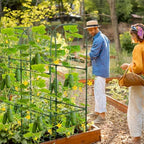 50 cucumber trellis for raised bed, u-shape metal, front angle view