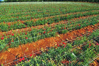 tenax 2a150061 hortonova lm plant trellis net, 59", side view