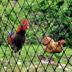 dqs bird netting 50' x 50', 2.4" square on a desk or shelf