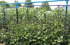 toolazy trellis netting 6.5 x 350 ft on a desk or shelf