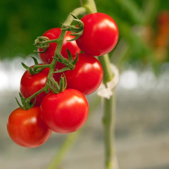 Piteno® 300Pcs Tomato Clips, Plastic Trellis Clips, Plant Support Clips, Grape Vine Tomato Vine Vegetables Plants Garden Support Clips to Grow Upright Makes Plants Healthier (Green)