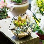 ncyp opened geometric glass terrarium, 6.69" bowl shape, main product view