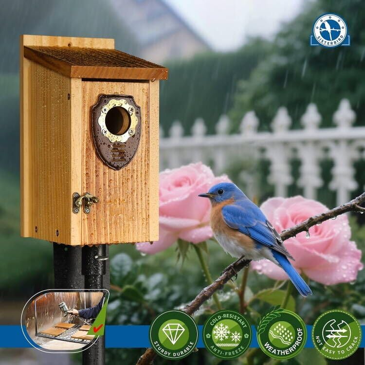SISTERBIRD Pack of 2 Bluebird Houses for Outside, Premium Wooden Bird House, Bluebird House for Outdoor, Courtyard Decoration Bird Nest, Bluebird Finch Swallow Wren Chickadee