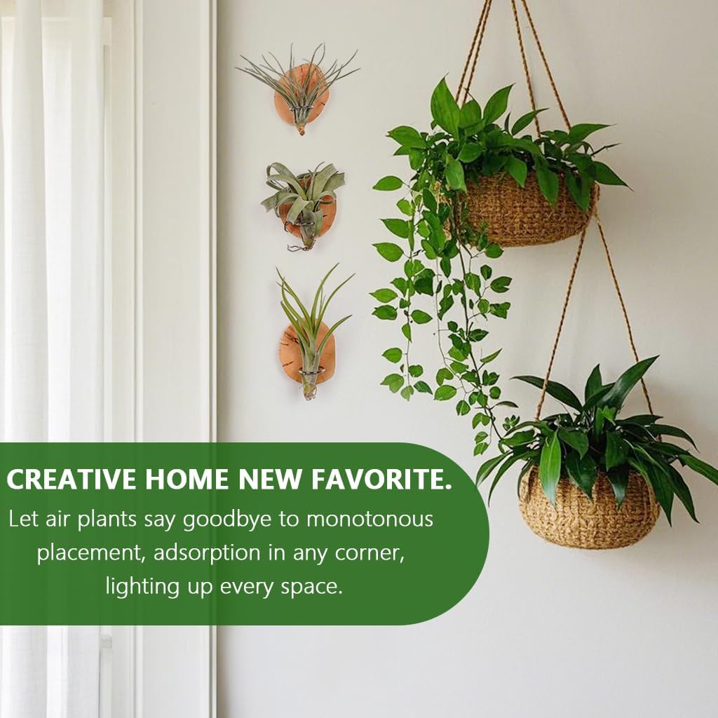 Magnetic air Plant Holder Refrigerator Sticker (Cypress Wood, 3) | Natural Wood Irregular Shape air Plant Wall Mount Holder. Refrigerator, Wall Decoration.living rooms, and kitchens