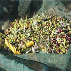 ez4garden fruits harvest collecting netting walnut olive chestnut on a desk or shelf