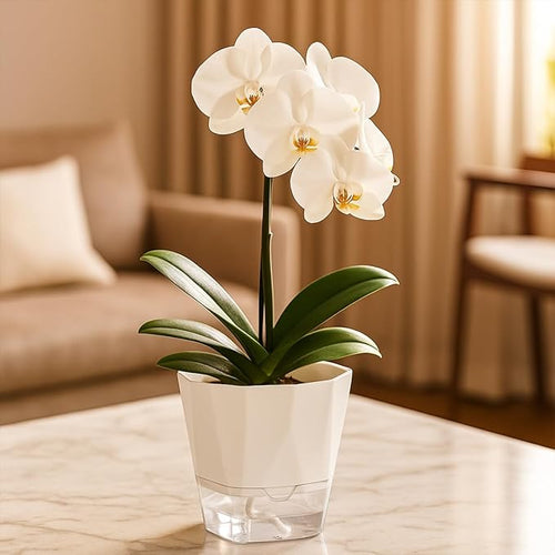 10 Pack Self Watering Pots for Indoor Plants, 6.7 Inches Self Watering Planters African Violet Pots Clear Pots for Herb Orchid Flower Houseplant, White