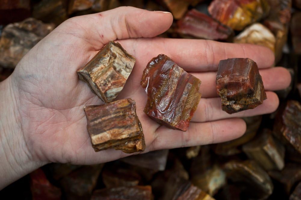Fantasia Materials: 1 lb Petrified Wood Rough Stones from Madagascar