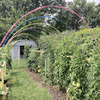 garden hoops grow tunnel, 12 sets of 7ft shown in use