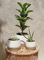 le tauci ceramic plant pots, 4.1+5.1+6.5 inch, set shown in use
