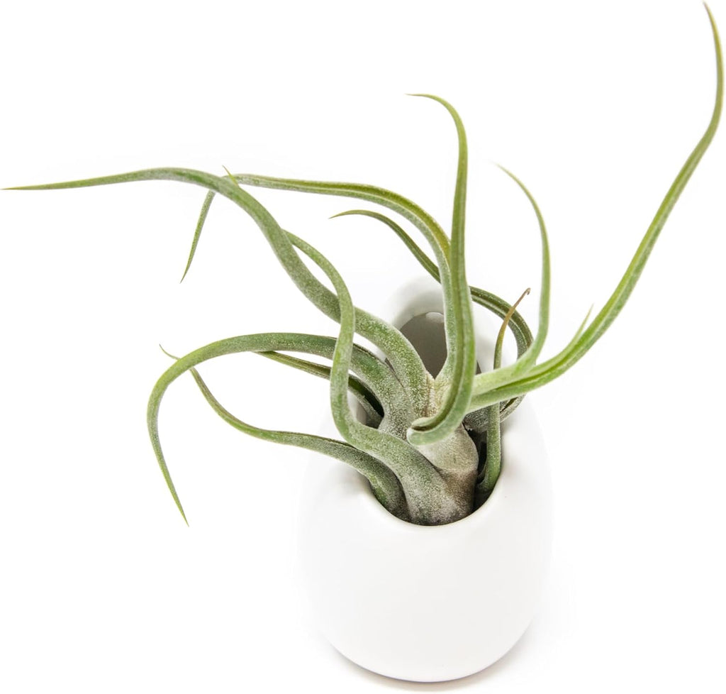 White Ceramic Wall Planter Assorted Air Plants - Live Tillandsia in Holder Succulents Vase - Home & Garden Decor - Easy Care (3 Small Planters with 3 Air Plants)