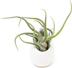 White Ceramic Wall Planter Assorted Air Plants - Live Tillandsia in Holder Succulents Vase - Home & Garden Decor - Easy Care (3 Small Planters with 3 Air Plants)