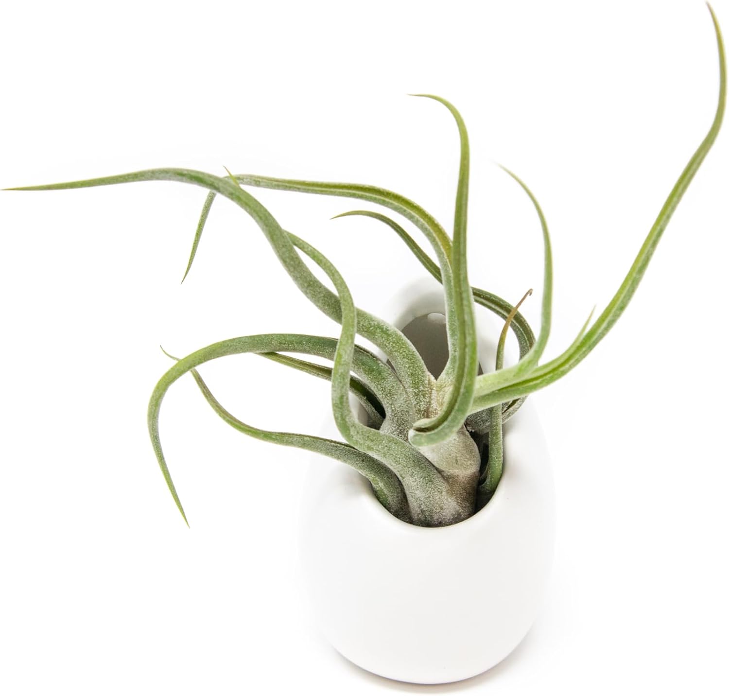 White Ceramic Wall Planter Assorted Air Plants - Live Tillandsia in Holder Succulents Vase - Home & Garden Decor - Easy Care (3 Small Planters with 3 Air Plants)