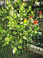 potatolife green plastic garden fence, hardware mesh, 40'' showing dimensions