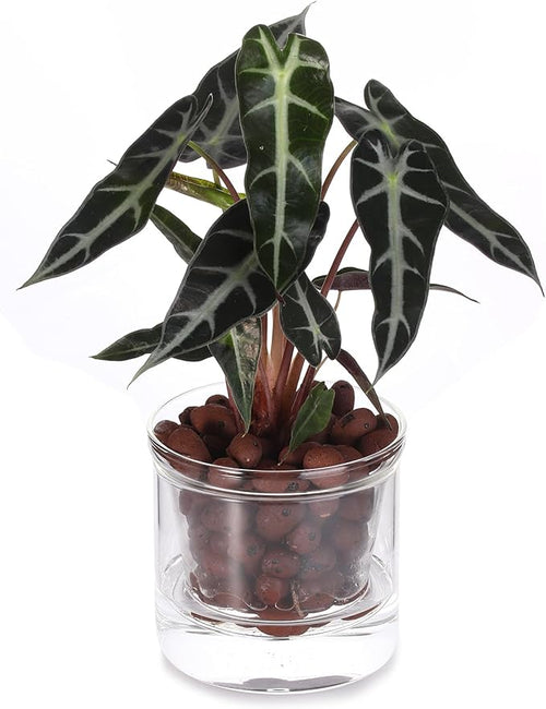 4 Inch Self Watering Pot,African Violet Pot,Bottom Watering Glass Planter for Indoor Plants and Progagation