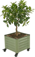 vego garden classic rolling citrus tree planter –, main product view