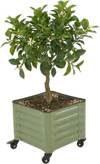 vego garden classic rolling citrus tree planter –, main product view