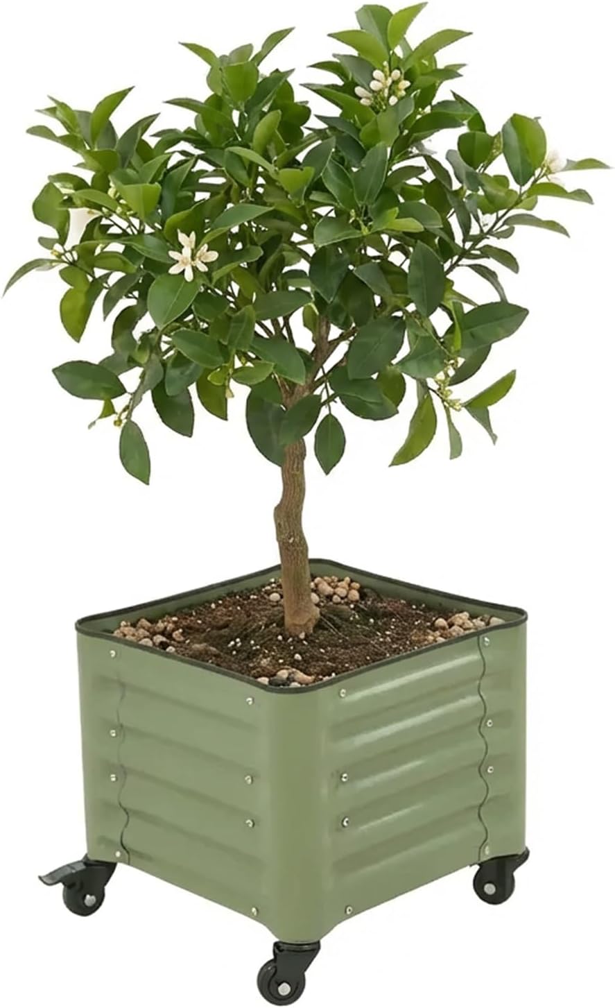 vego garden classic rolling citrus tree planter –, main product view