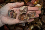 Fantasia Materials: 1 lb Petrified Wood Rough Stones from Madagascar