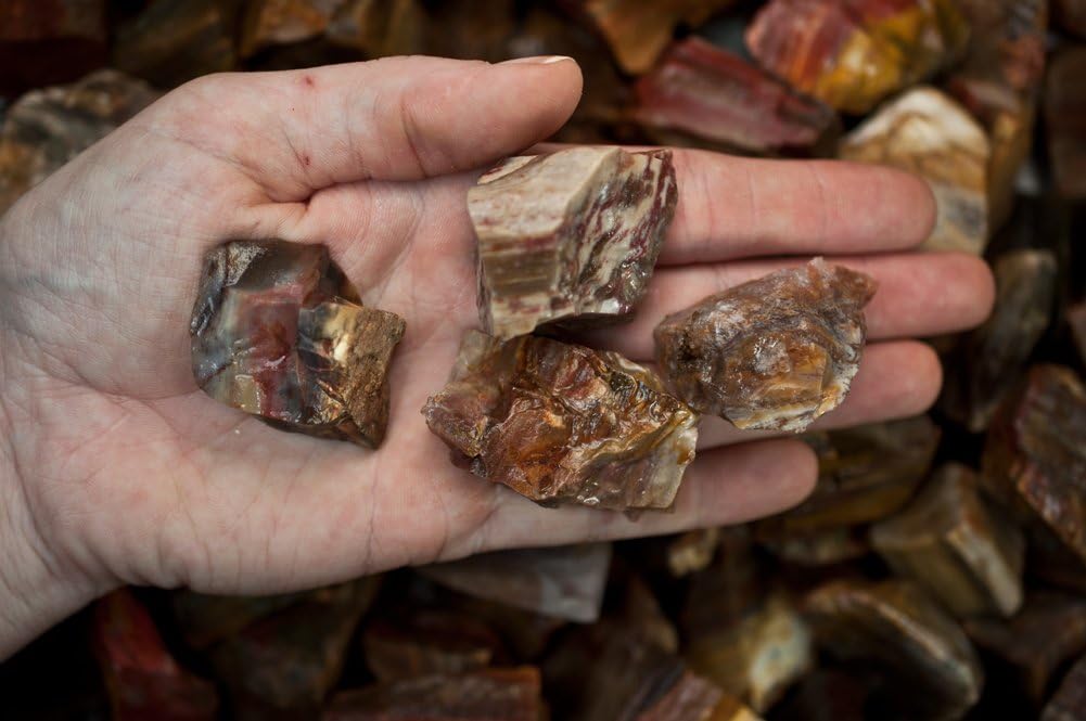 Fantasia Materials: 1 lb Petrified Wood Rough Stones from Madagascar