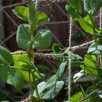 Jute Trellis Netting - Jute Netting for Garden, Heavy Duty Plant Support Netting for Climbing Plants, Cucumber, Vine, Fruits & Vegetables, Climbing Vining Plants (3.3 Ft X 6.6 Ft, 5.9 Inch Squares)