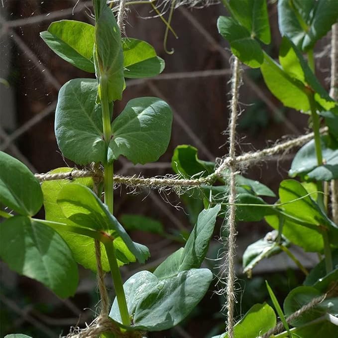 Jute Trellis Netting - Jute Netting for Garden, Heavy Duty Plant Support Netting for Climbing Plants, Cucumber, Vine, Fruits & Vegetables, Climbing Vining Plants (3.3 Ft X 6.6 Ft, 5.9 Inch Squares)