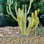 2LB Succulent and Cactus Colorful Pebbles, 3/8 Inch Stones | Pebbles for Indoor Plants Natural Decorative Polished River Rocks for Vases, Planters and Outdoor Gardening