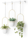umbra triflora hanging planter, indoor herb garden, set, main product view