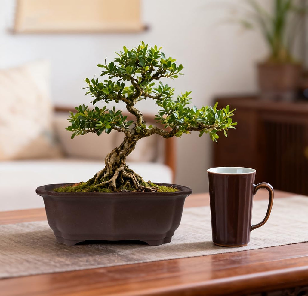 muzhi 2 pack 8" unglazed ceramic bonsai tree showing dimensions