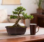 muzhi 2 pack 8" unglazed ceramic bonsai tree showing dimensions