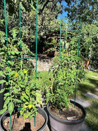 g-leaf 6 pack 6ft tomato cage for garden shown in use