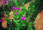 tenax 100521791 084064 hortonova sm plant trellis net, close-up detail