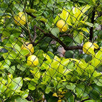 bird net 25'x50' with 1" mesh nylon bird, view 9