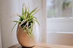 White Ceramic Wall Planter Assorted Air Plants - Live Tillandsia in Holder Succulents Vase - Home & Garden Decor - Easy Care (3 Small Planters with 3 Air Plants)