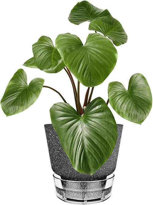 2024 Upgraded 5 Pack 6-Inch Self-Watering Planter Pots with Deep Reservoir for Indoor and Outdoor Plants with Planting Tools (Frosted Black)