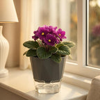 6 Pack Self Watering Plant Pots 8.4" Self Watering Planters for Indoor and Outdoor Plants African Violet Self Watering Clear Pots for Plants Large Herb Orchid Flower Houseplant Pots, Dark Grey