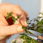 2 Pcs Bonsai Pruning Scissors for plants, Mini plant trimmers & Sewing Snips for Bud Leaves Flowers Stitch Embroidery Knitting DIY Crafts