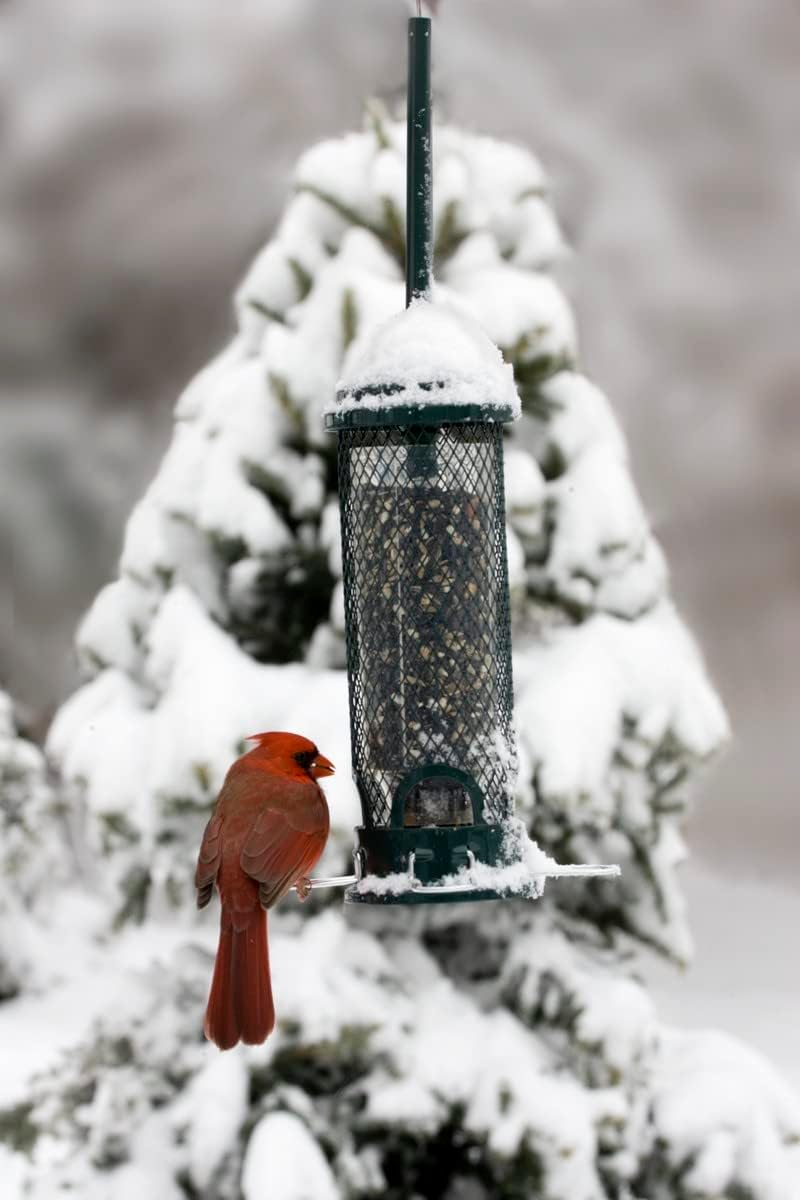 squirrel buster mini truly squirrel-proof bird feeder, side view