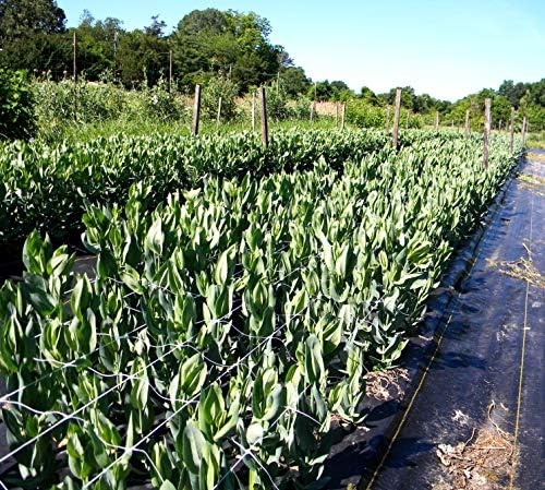 tenax 1a150281 hortonova plant trellis net, 48" x, side view