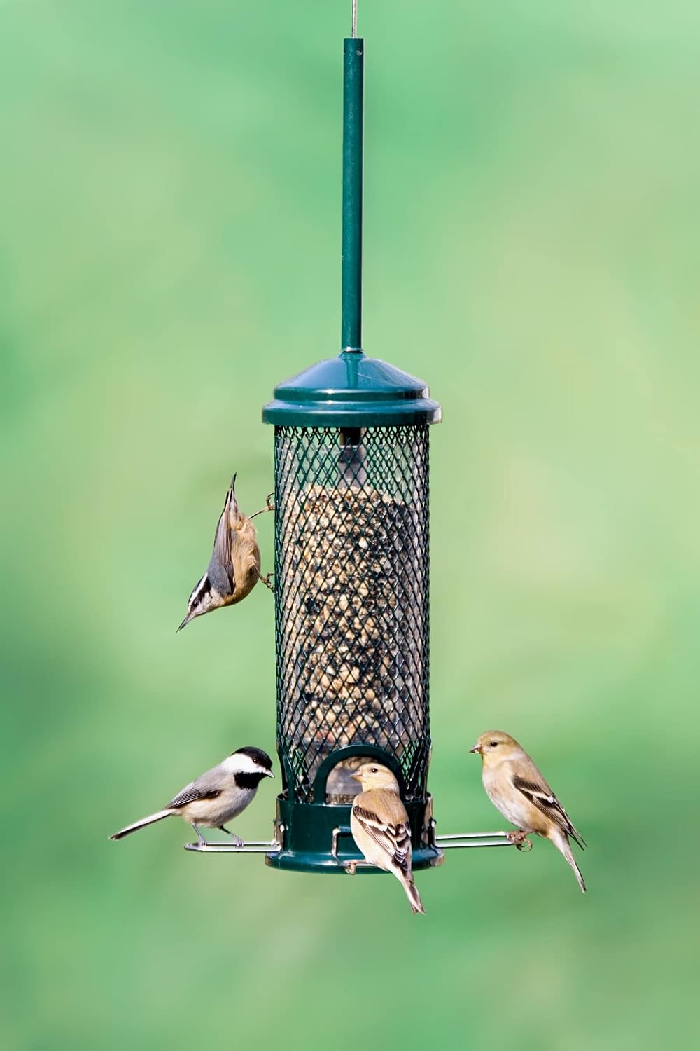 squirrel buster mini truly squirrel-proof bird feeder showing dimensions