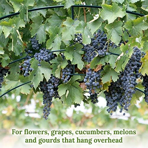 multi-size large garden support arch frame climbing plant showing dimensions