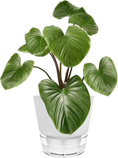 2024 Upgraded 5 Pack 6-Inch Self-Watering Planter Pots with Deep Reservoir for Indoor and Outdoor Plants with Planting Tools (Frosted White)