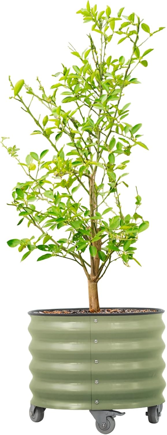 rolling metal citrus tree planter pot, 21″ round, main product view