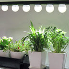 3 Pack Full Spectrum Grow Light Bulbs,A19 Grow Lights for Indoor Plants,Dimmable E26 9W Grow Bulb Replace up to 100W,Plant Lights for Indoor Growing,Flowers,Greenhouse,Indore