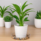Hacaroa 24 Pack Clear Plant Saucer Drip Trays, 6/8/10/12 Inch Plastic Plant Water Catcher Trays Flower Pot Saucers for Indoor Outdoor Plants, Round, 4 Sizes