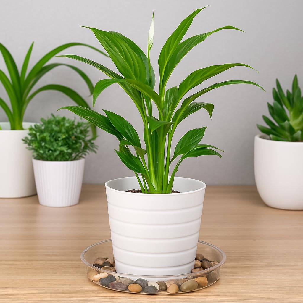 Hacaroa 24 Pack Clear Plant Saucer Drip Trays, 6/8/10/12 Inch Plastic Plant Water Catcher Trays Flower Pot Saucers for Indoor Outdoor Plants, Round, 4 Sizes