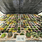garden shade cloth suitable for plants outdoor vegetables shown in use