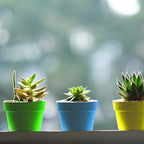 PURPLE STAR 1N 25 Packs Cupcake Plant Nursery Pots with Humidity Dome-Small Flower Pots for Kids-Planting Containers Cups for Indoor Outdoor Plant Succulent Display (Mixed Color)