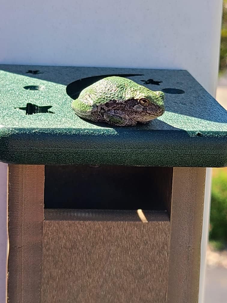 Deluxe Poly Lumber Tree Frog House - Attract Many Species of Tree Frogs - Made in The USA (Brown Body/Green Roof)