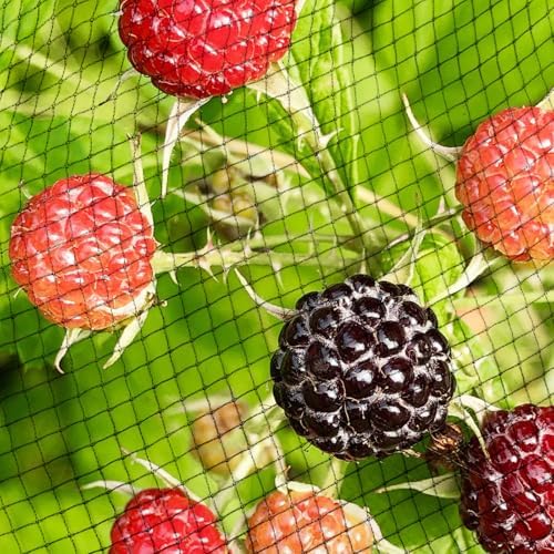 garden netting, 15ft x 50ft black bird netting, front angle view